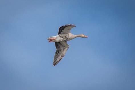 geese-2153779__340